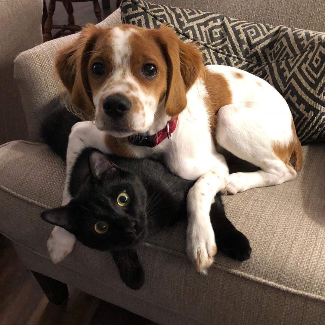 Бигль и Джек Рассел