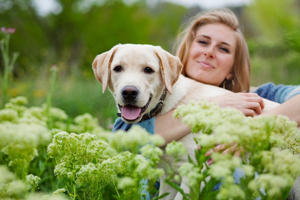 Лабрадор девочка