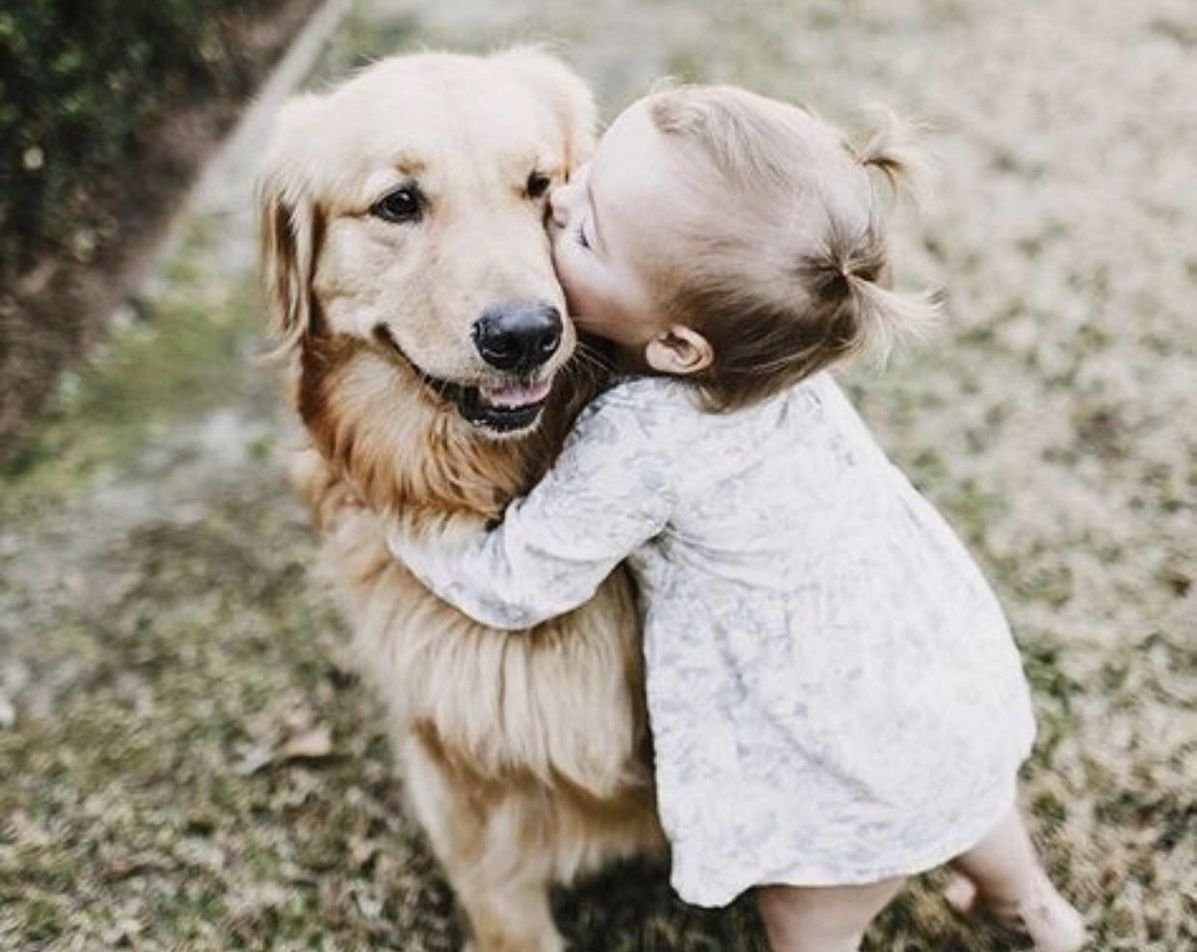 Золотистый ретривер малыш