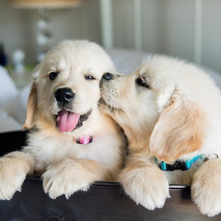 Красивые собаки