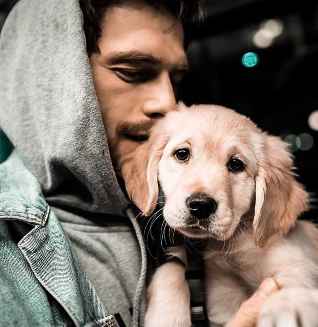 Золотистый ретривер Чарли Ханнэм