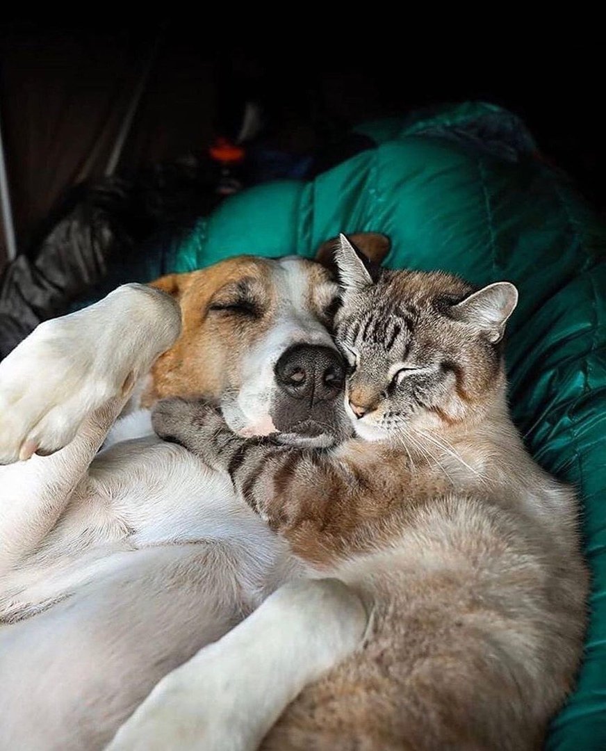 Кошки и собаки