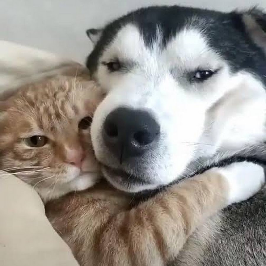 Обнимашки с собакой