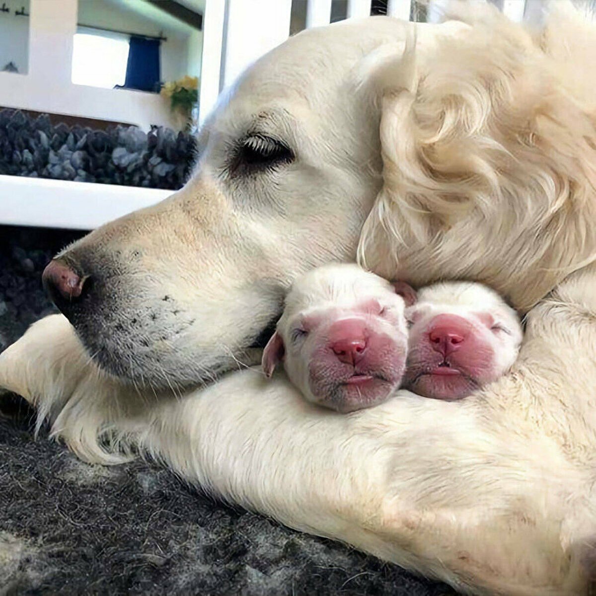 Милые щенки золотистого ретривера