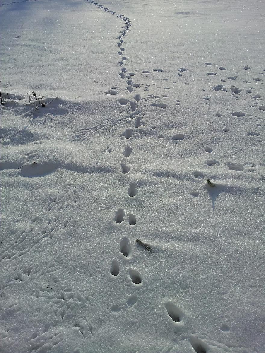 Кошачьи следы на снегу