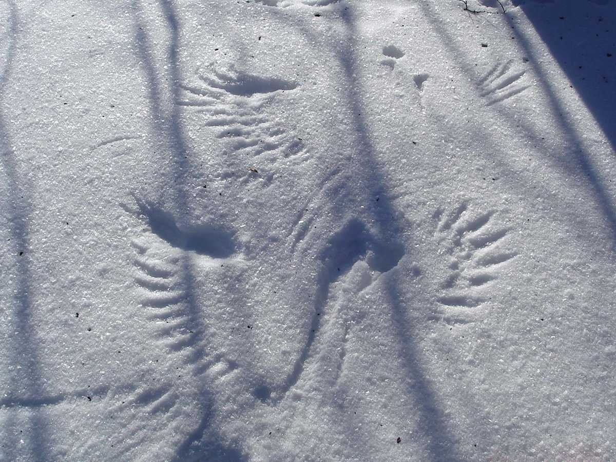Крысиные следы на снегу