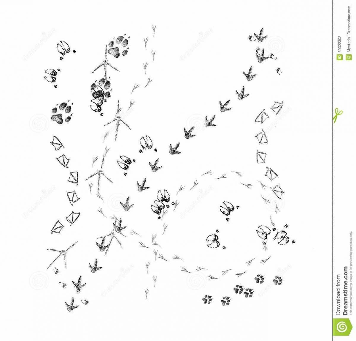 Следы животных раскраска для детей