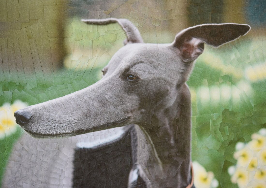 Самая длинноносая собака