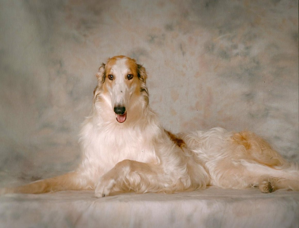 Русская псовая борзая белая