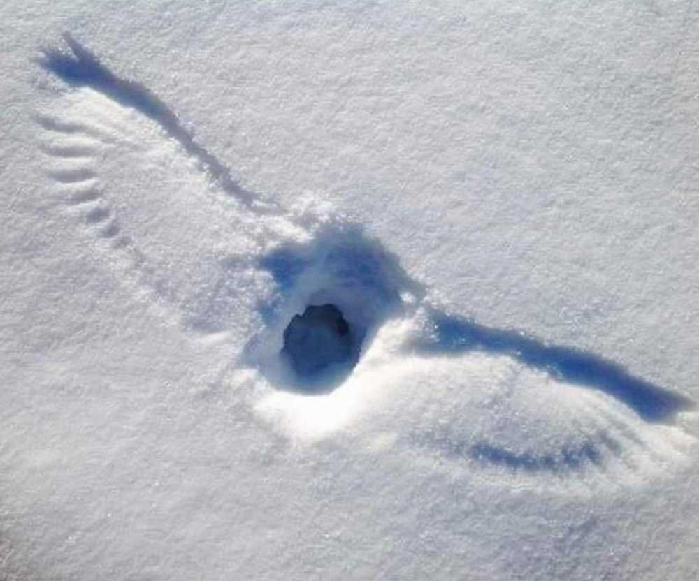 Следы птиц на снегу