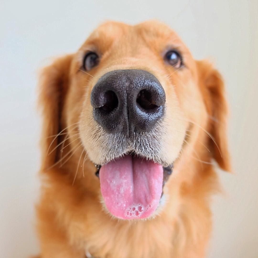 Собака улыбается