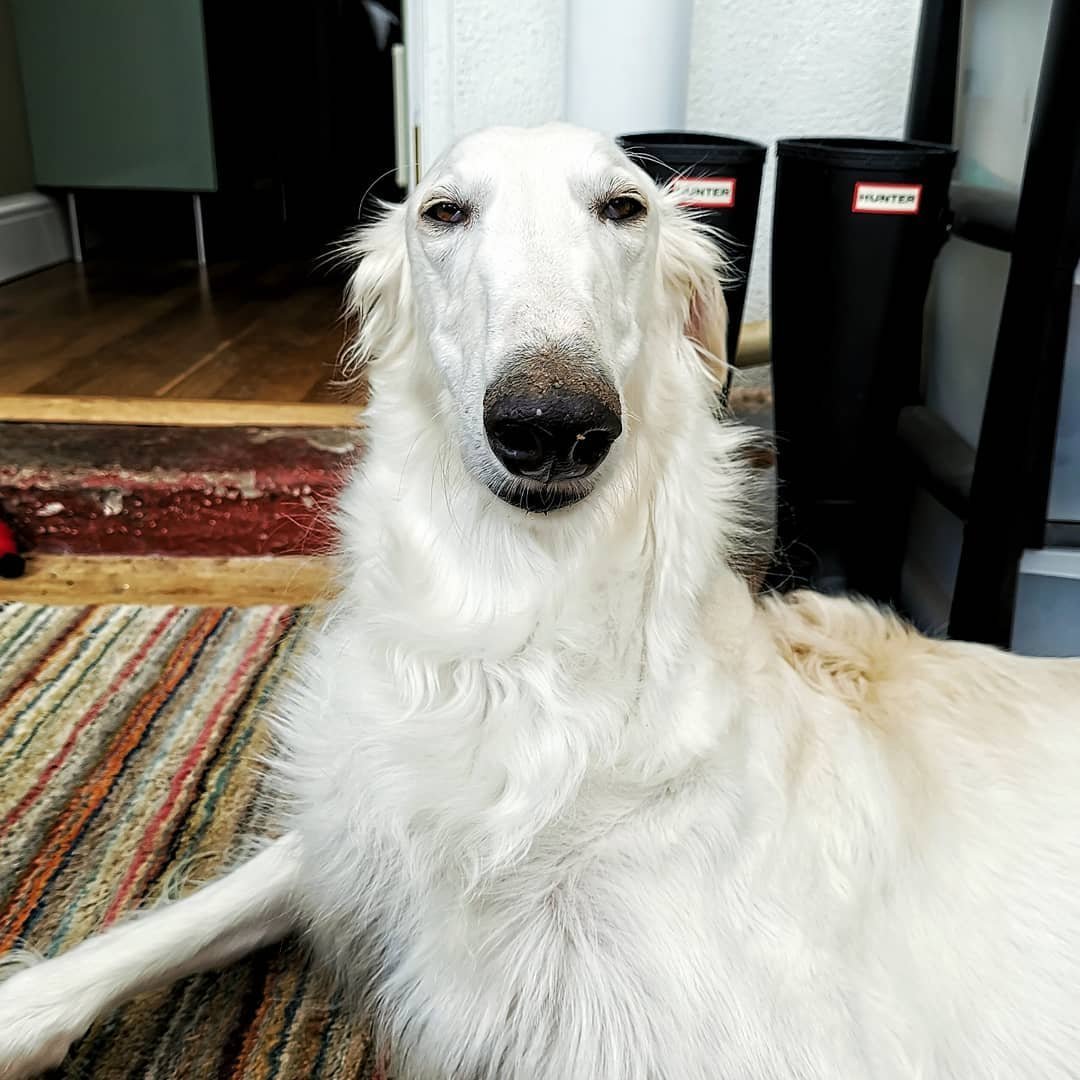 Русская псовая борзая волкодав