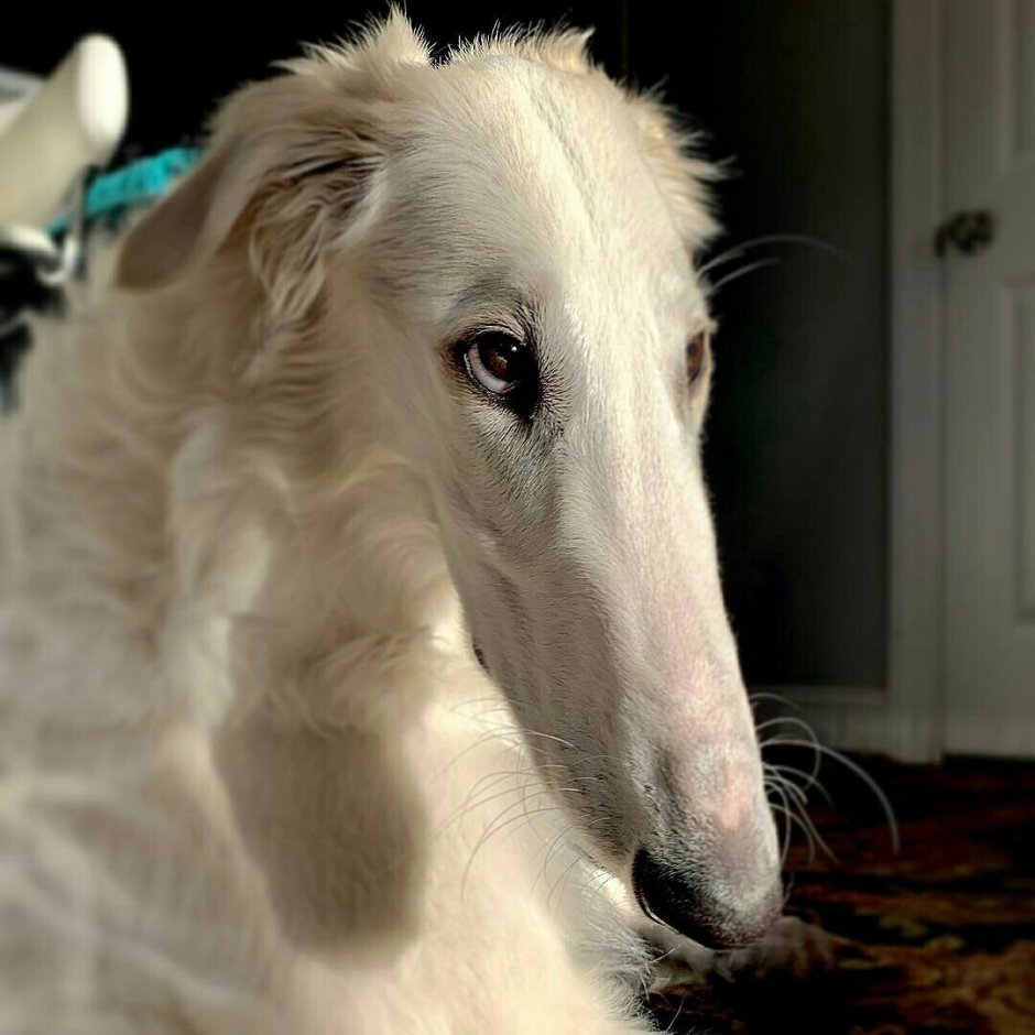 Русская псовая борзая Эрис