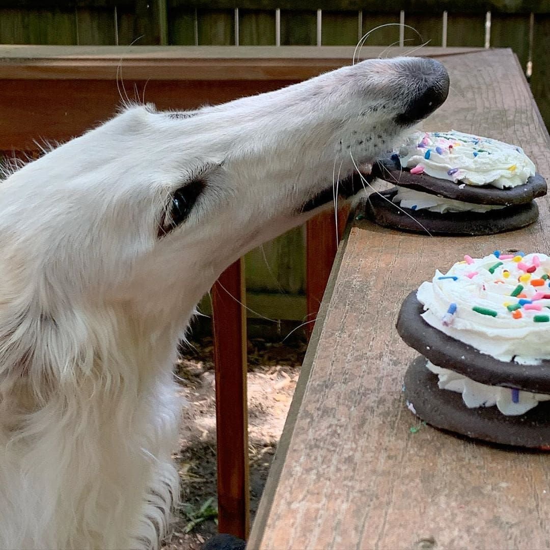 Борзая Эрис собака