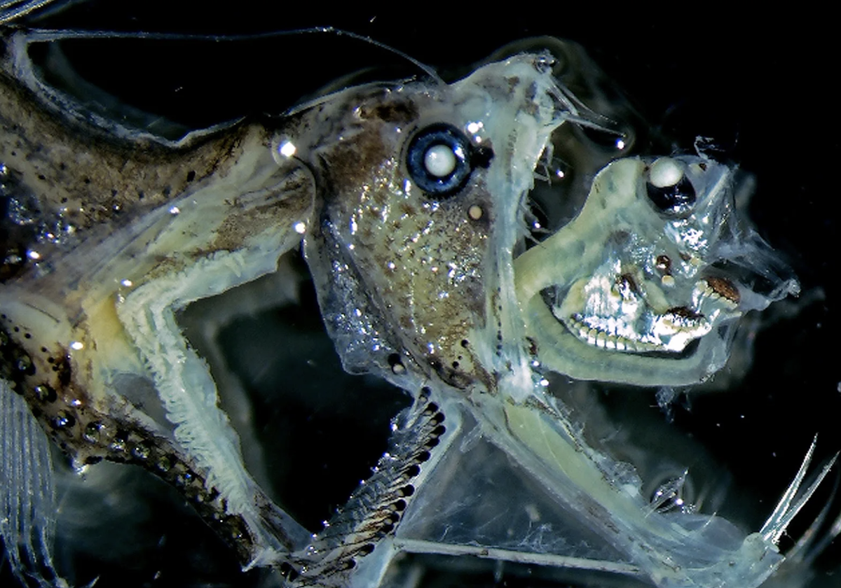 Глубоководные рыбы Марианской впадины