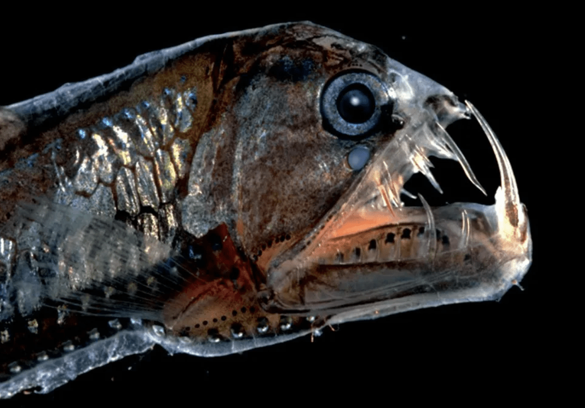 Хаулиод обыкновенный