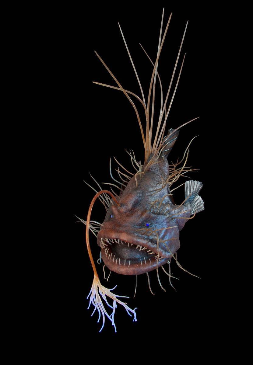 Рыба удильщик рыба удильщик