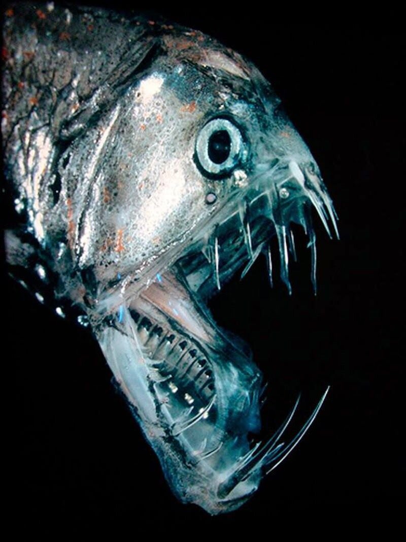 Марианская впадина удильщик