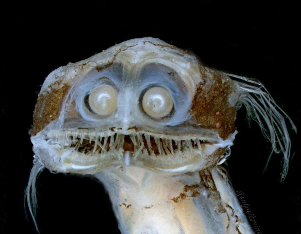 Рыба телескоп глубоководная