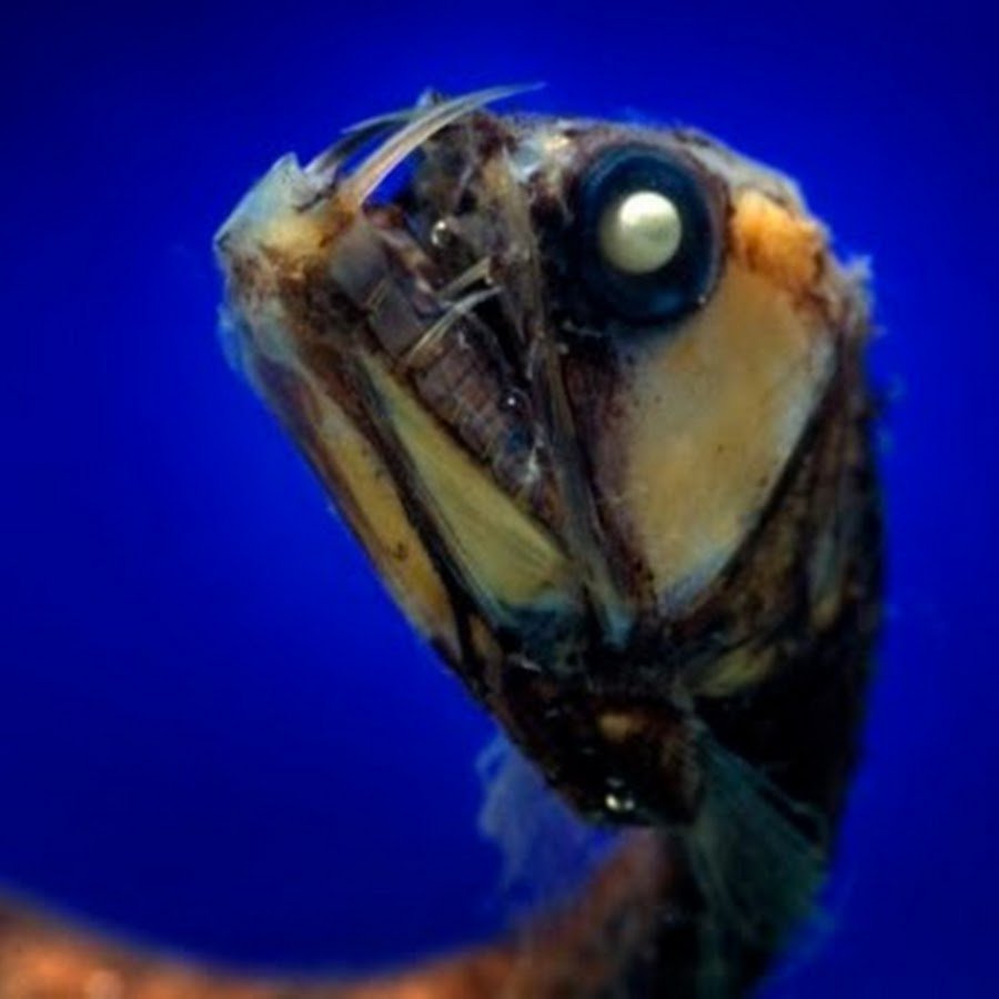 Марианская впадина обитатели чудовища