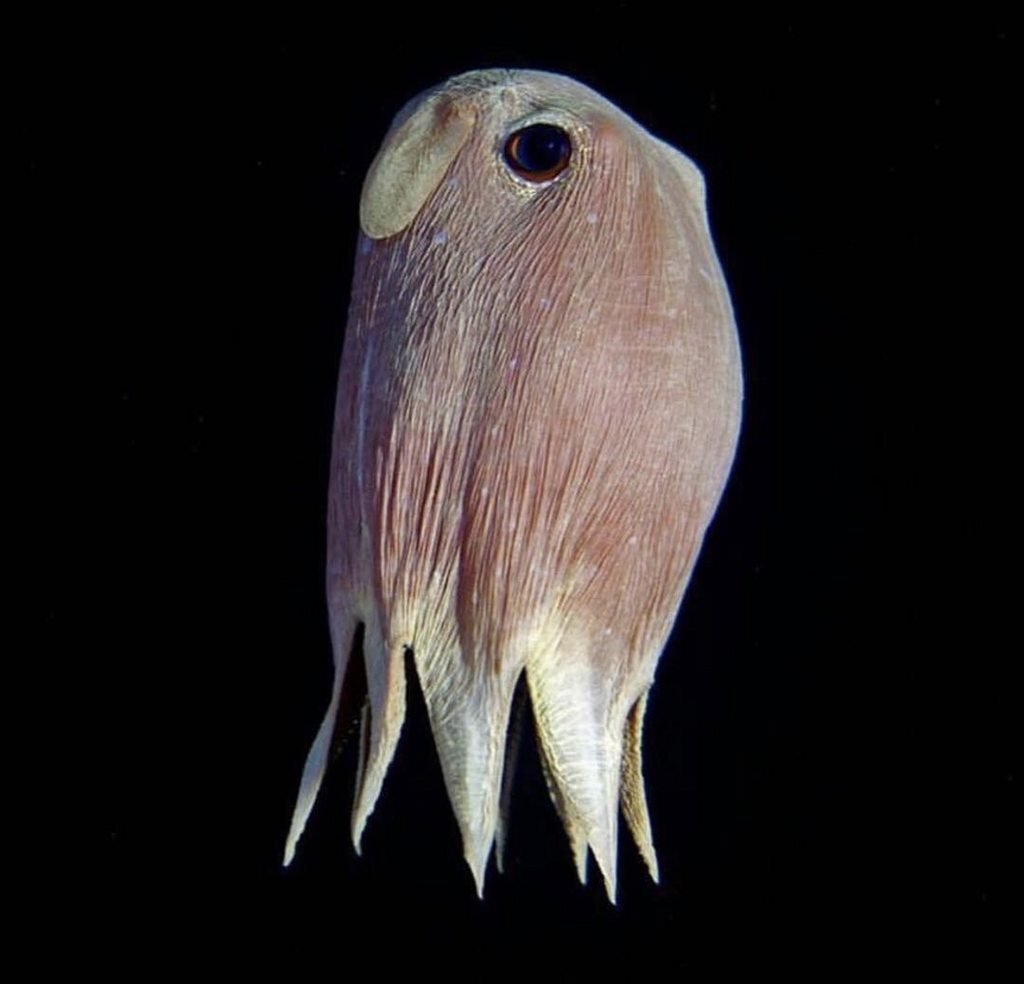 Марианская впадина обитатели