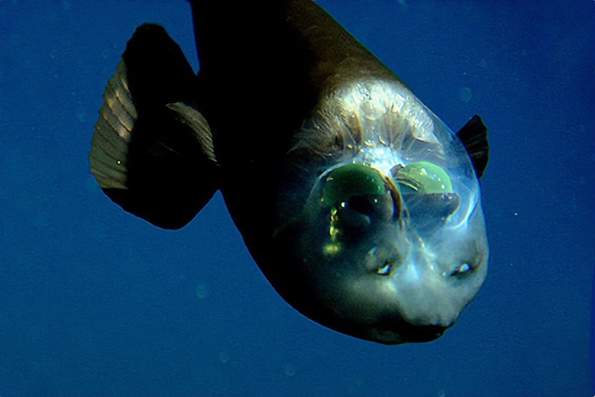 Малоротая макропинна, бочкоглаз