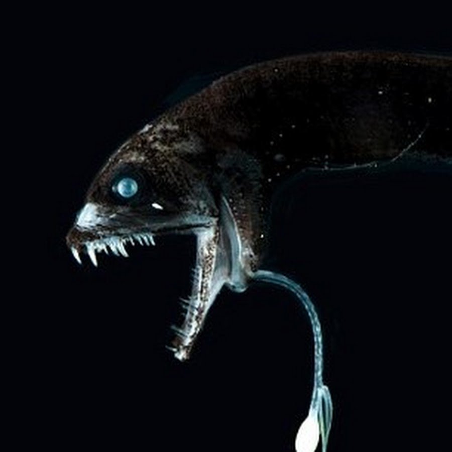 Животные Марианской впадины