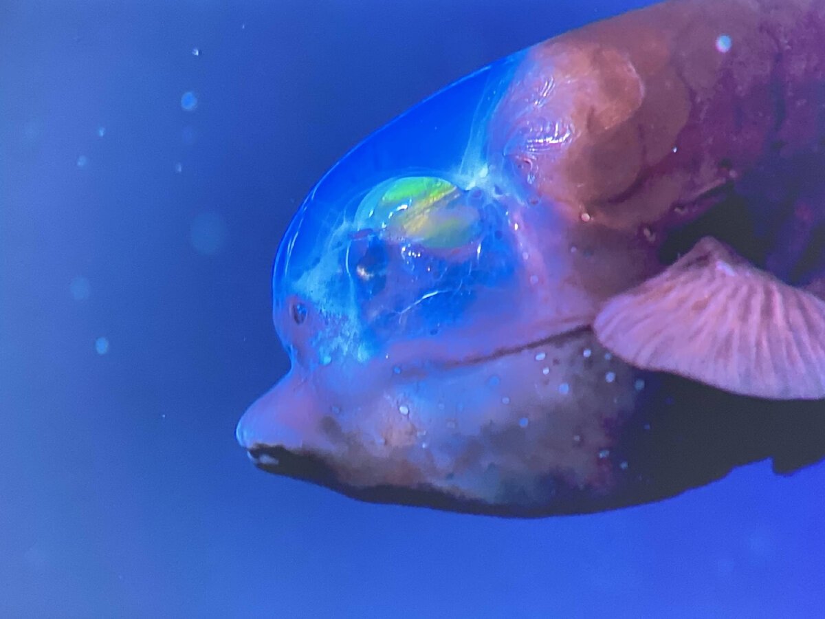 Рыба макропинна микростома