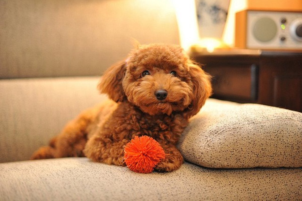 Рыжий пудель