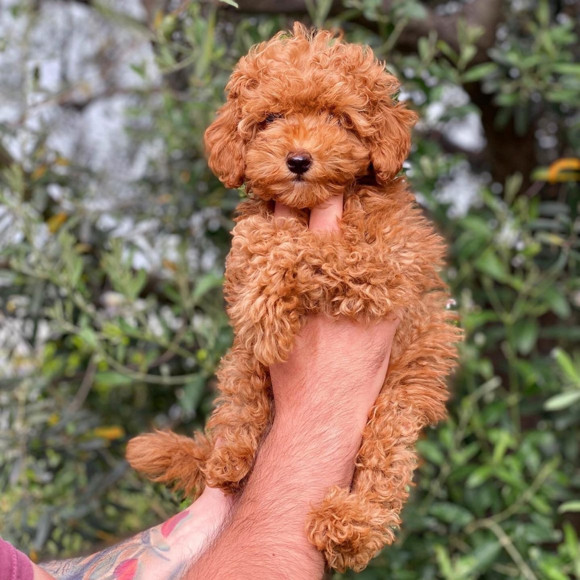 Пудель ред Браун