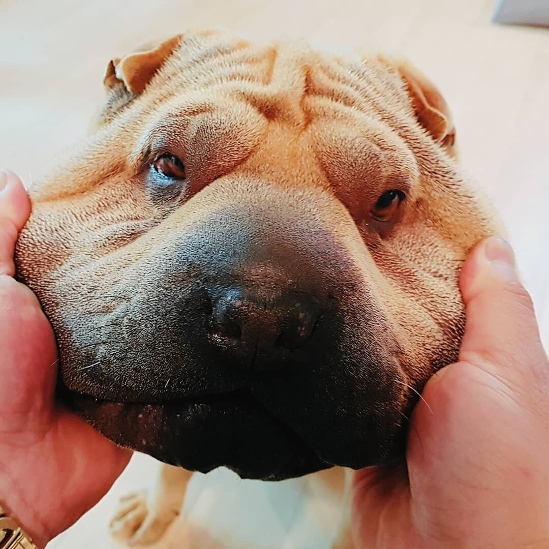 Собака шарпей