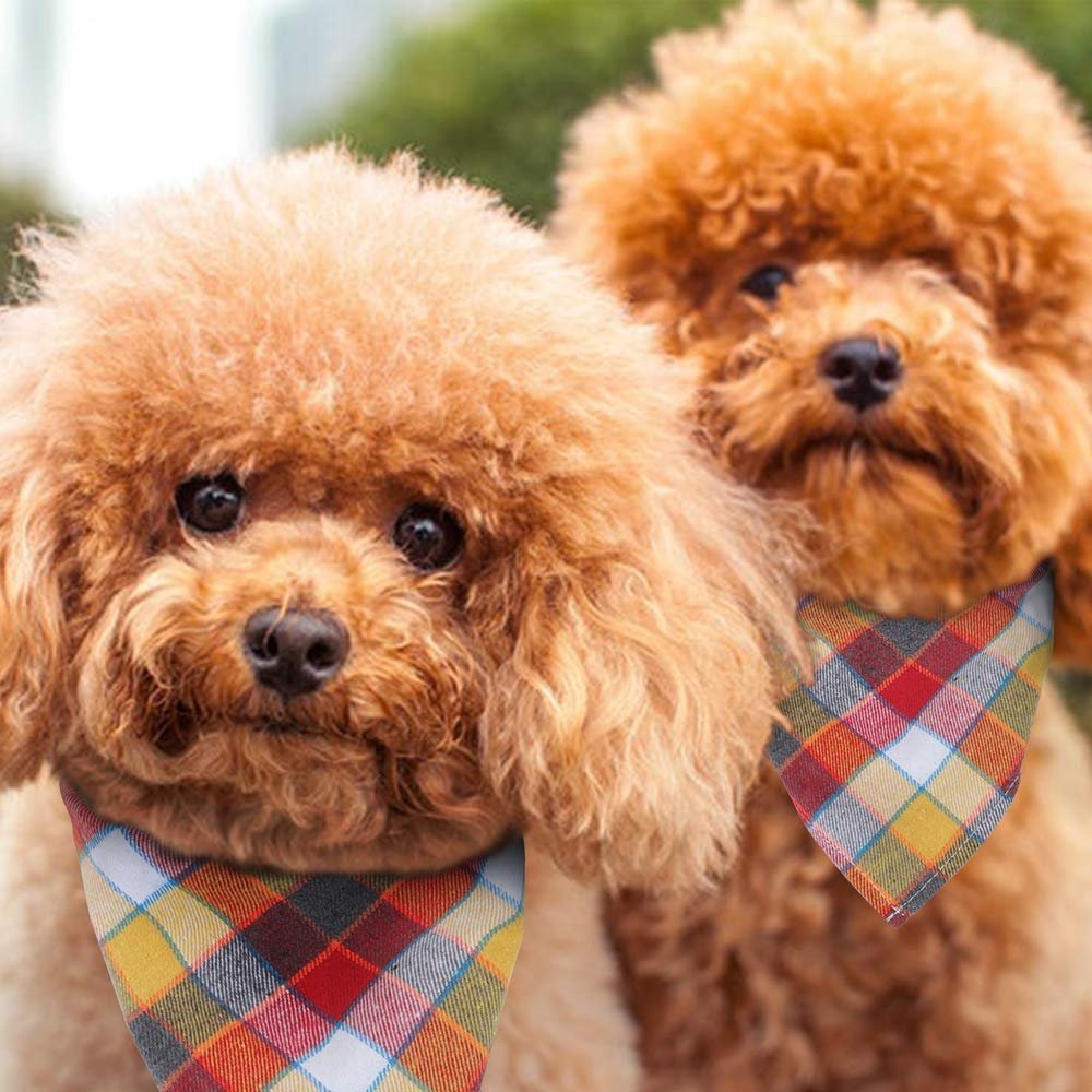 Французский пудель карликовый