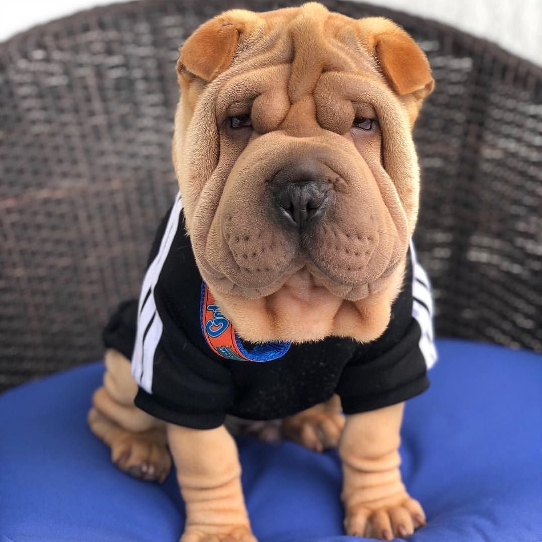 Шарпей улыбается