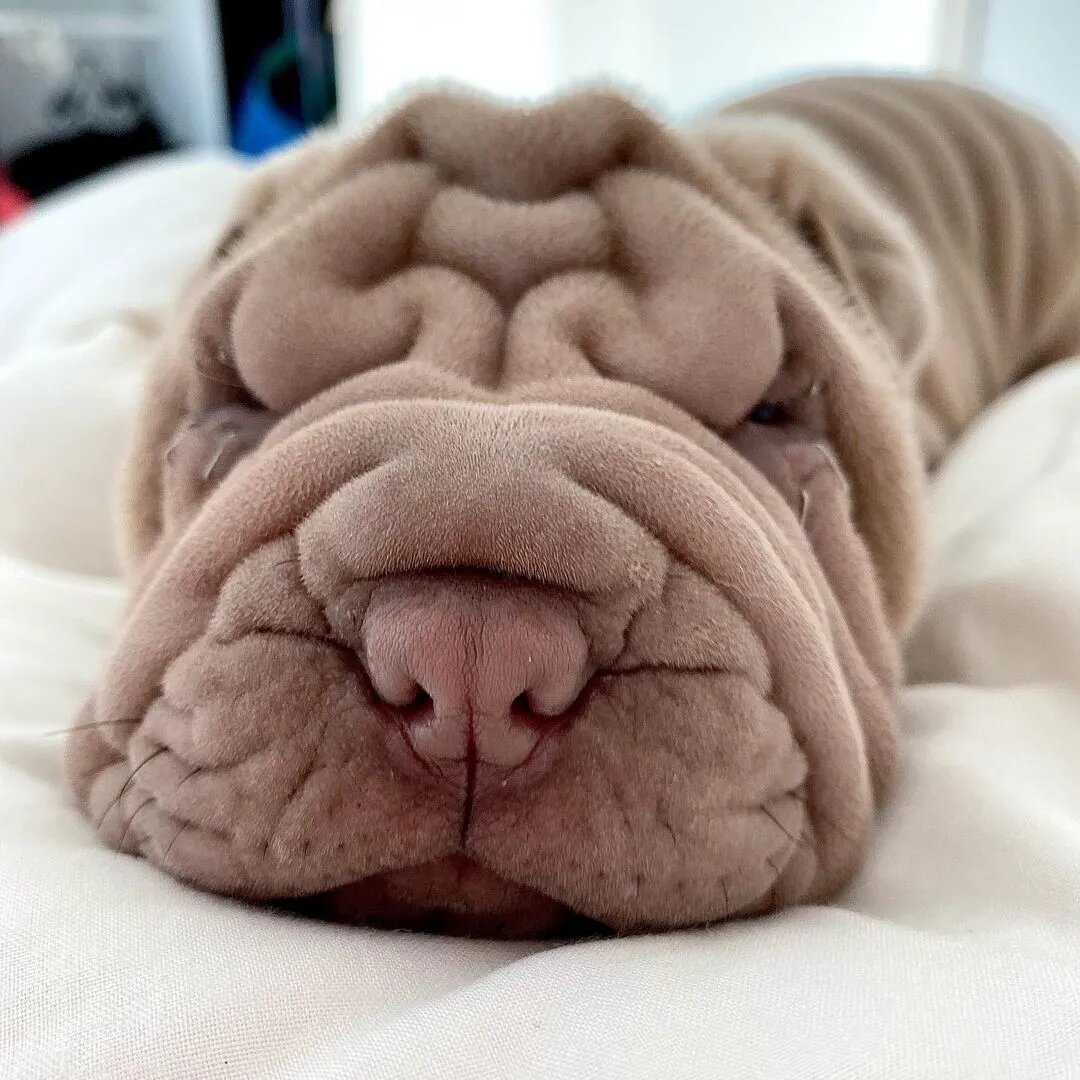 Кот шарпей порода