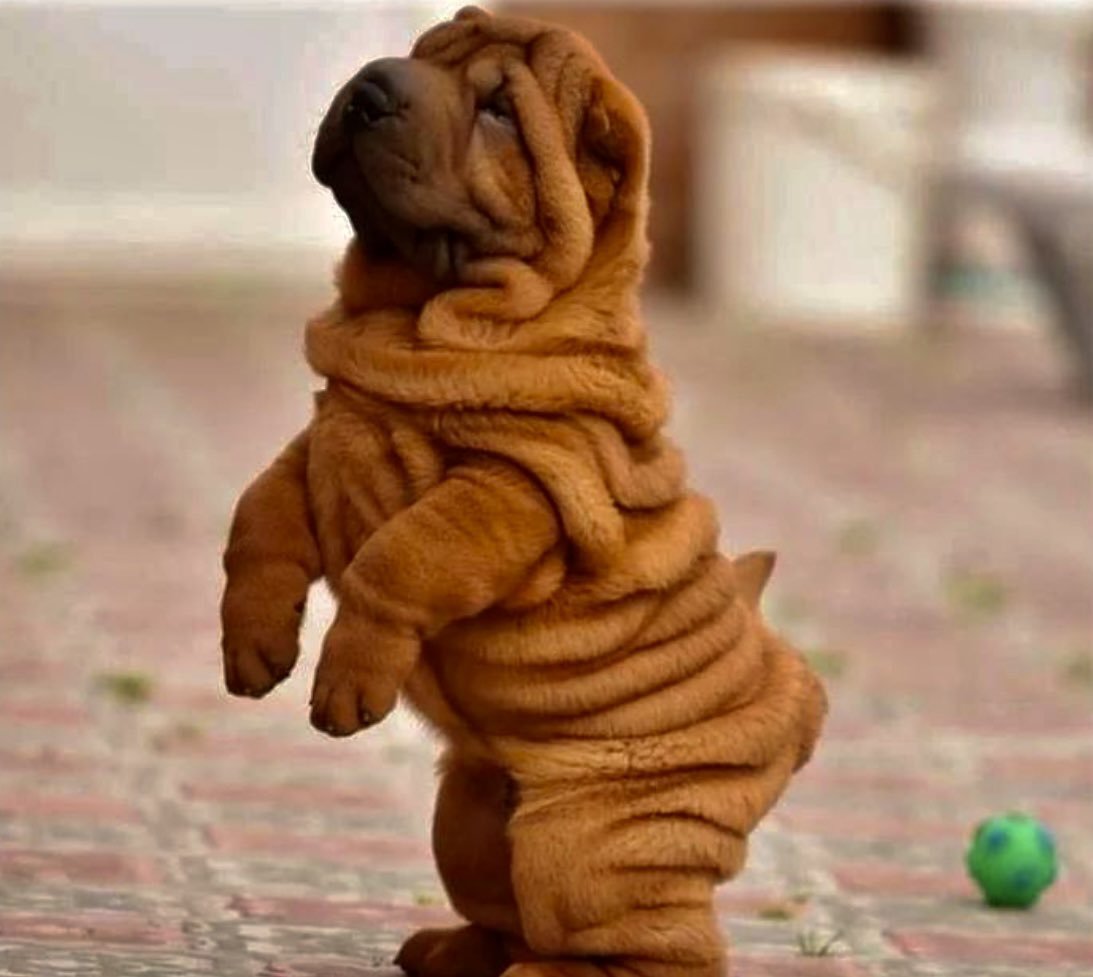 Шарпей щенок