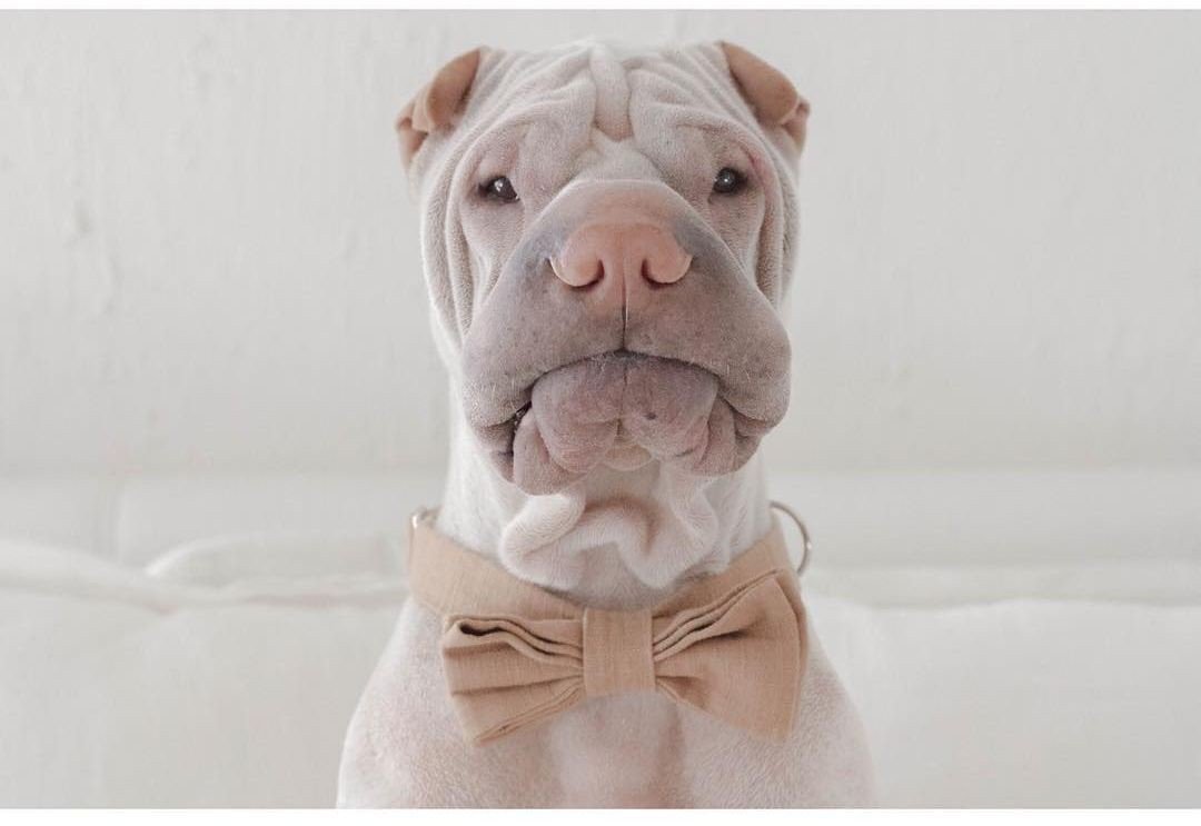 Морщинистая собака шарпей