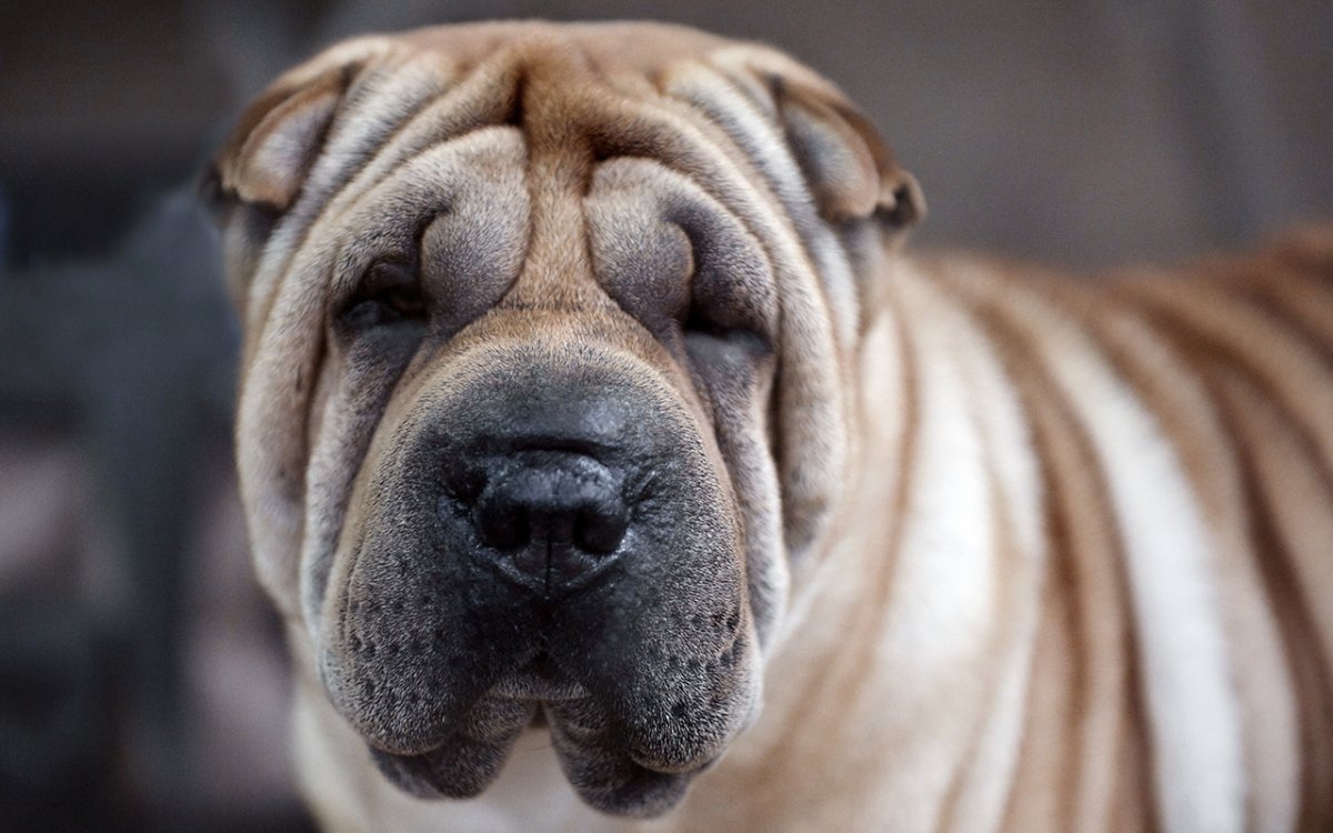 Порода шарпей