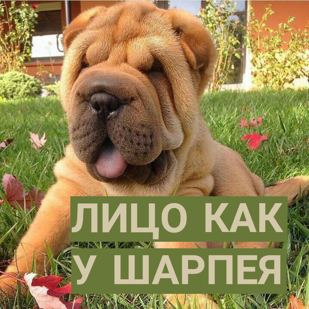 Порода шарпей