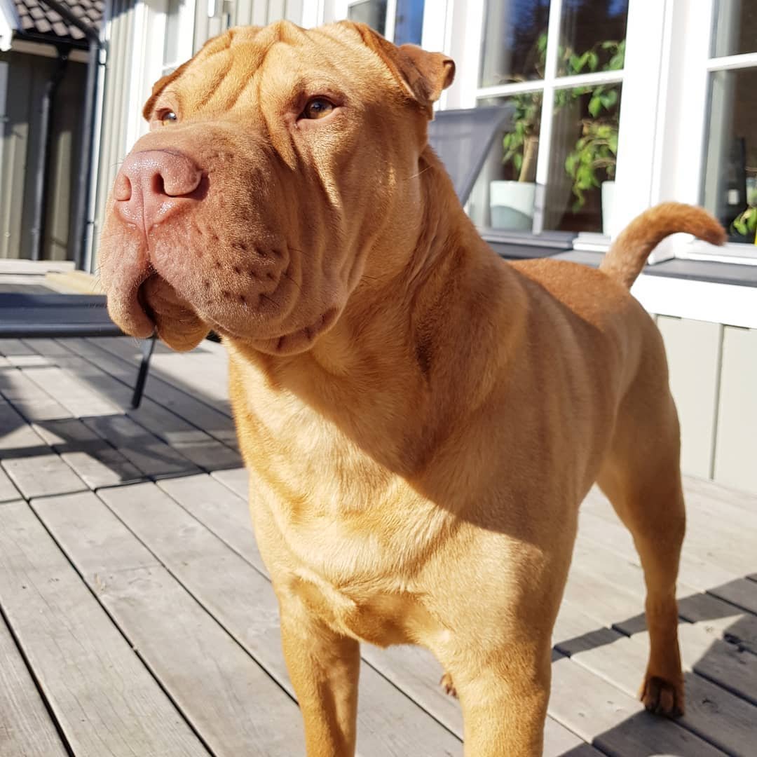 Бойцовский шарпей