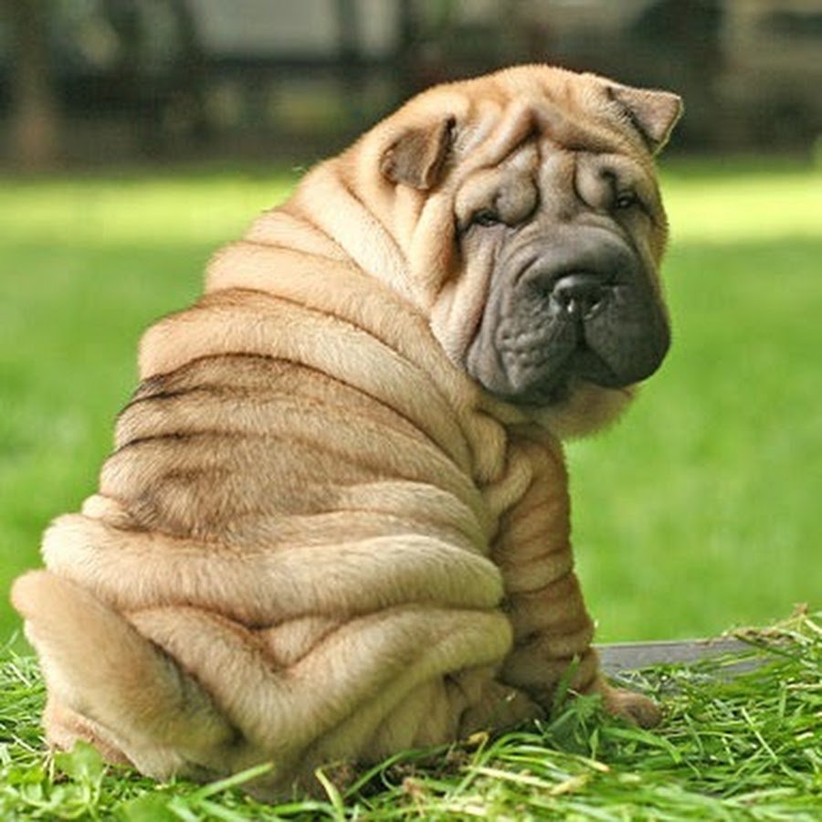 Порода шарпей