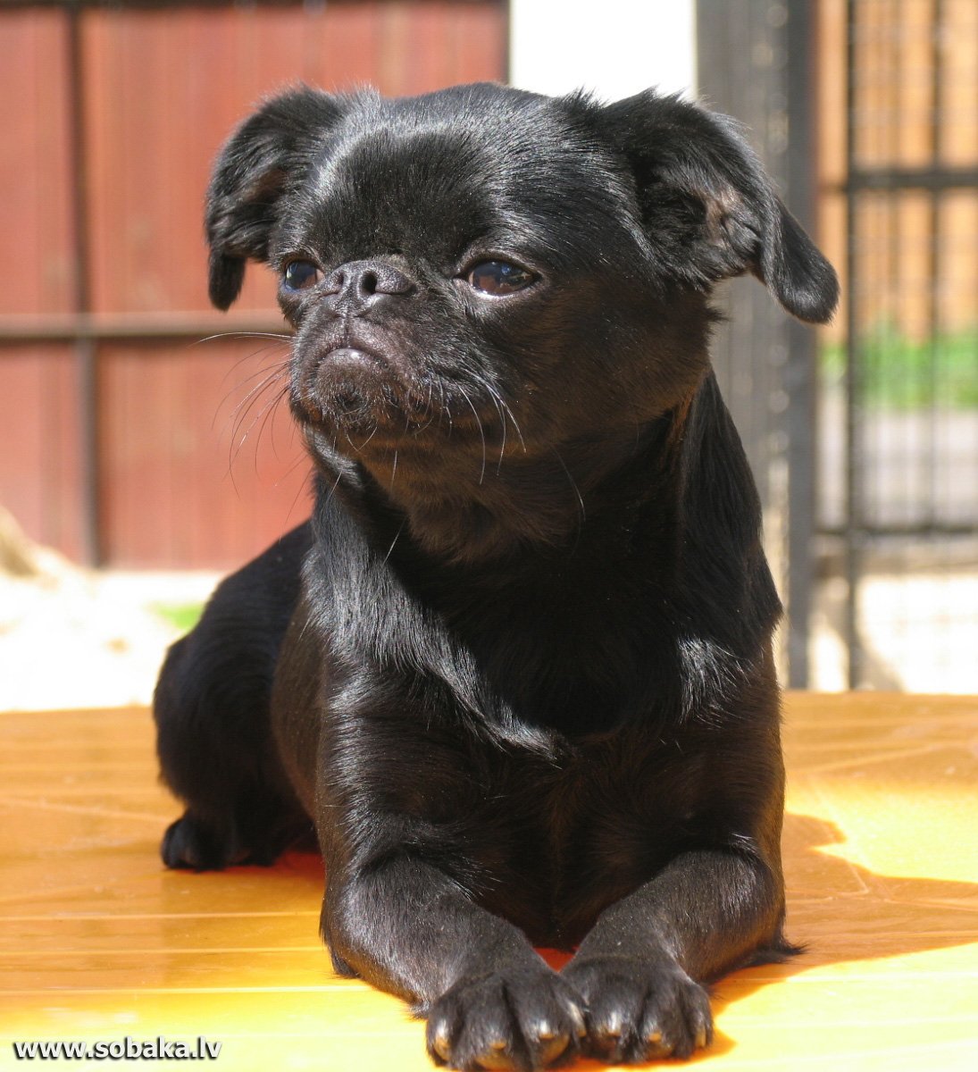 Бельгийский гриффон гладкошерстный