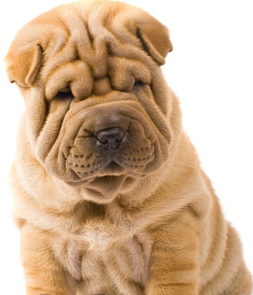 Порода шарпей