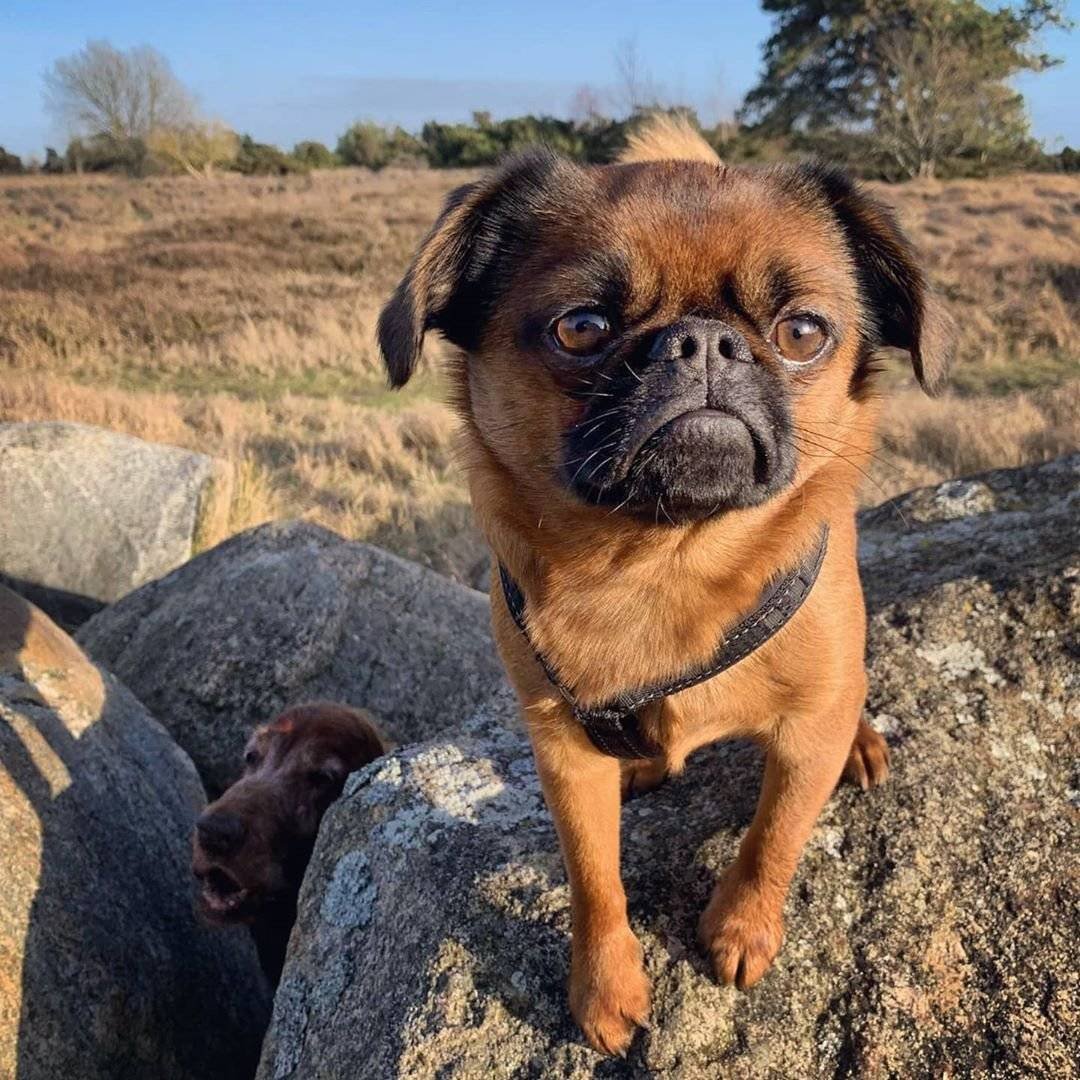 Гриффон Пти брабансон