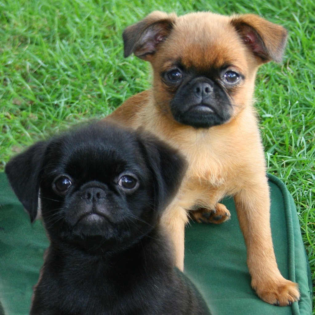 Малый Пти брабансон