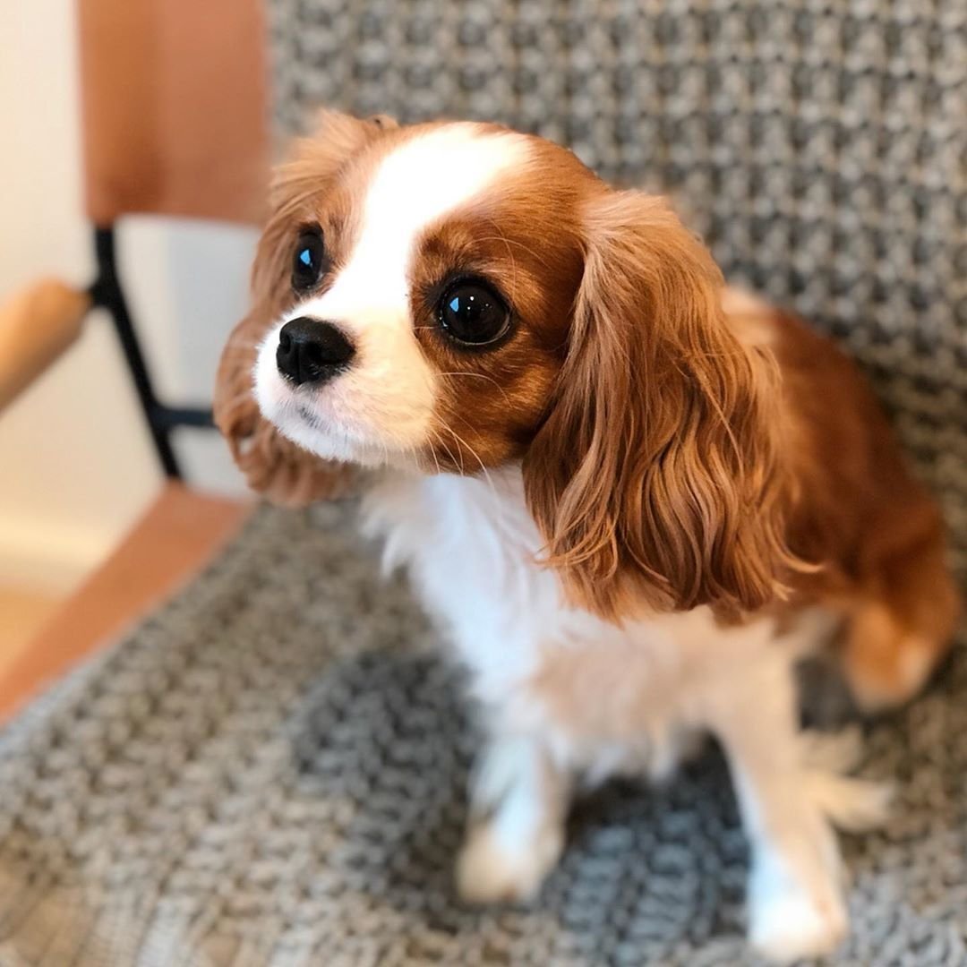 Собачки кавалер Кинг Чарльз спаниель