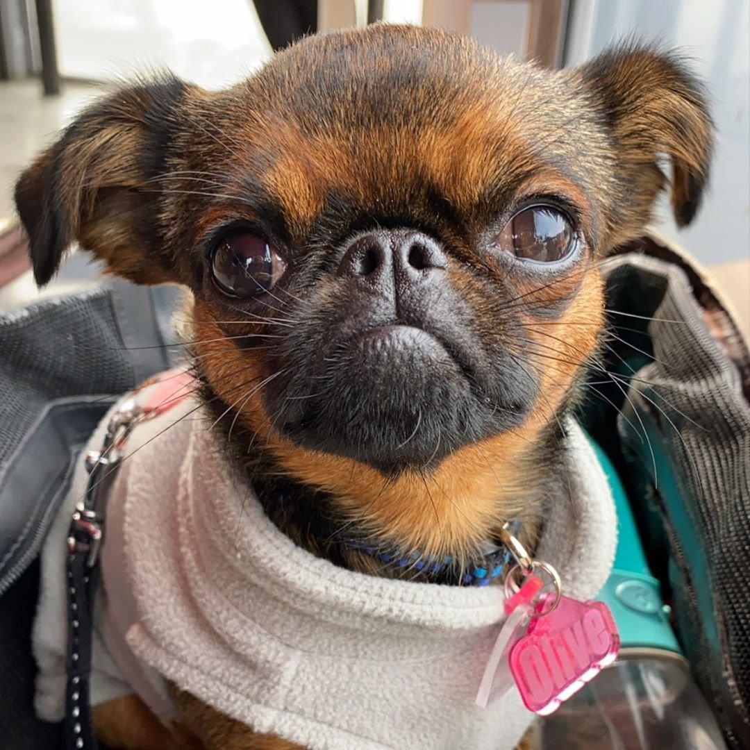 Гриффон Пти брабансон