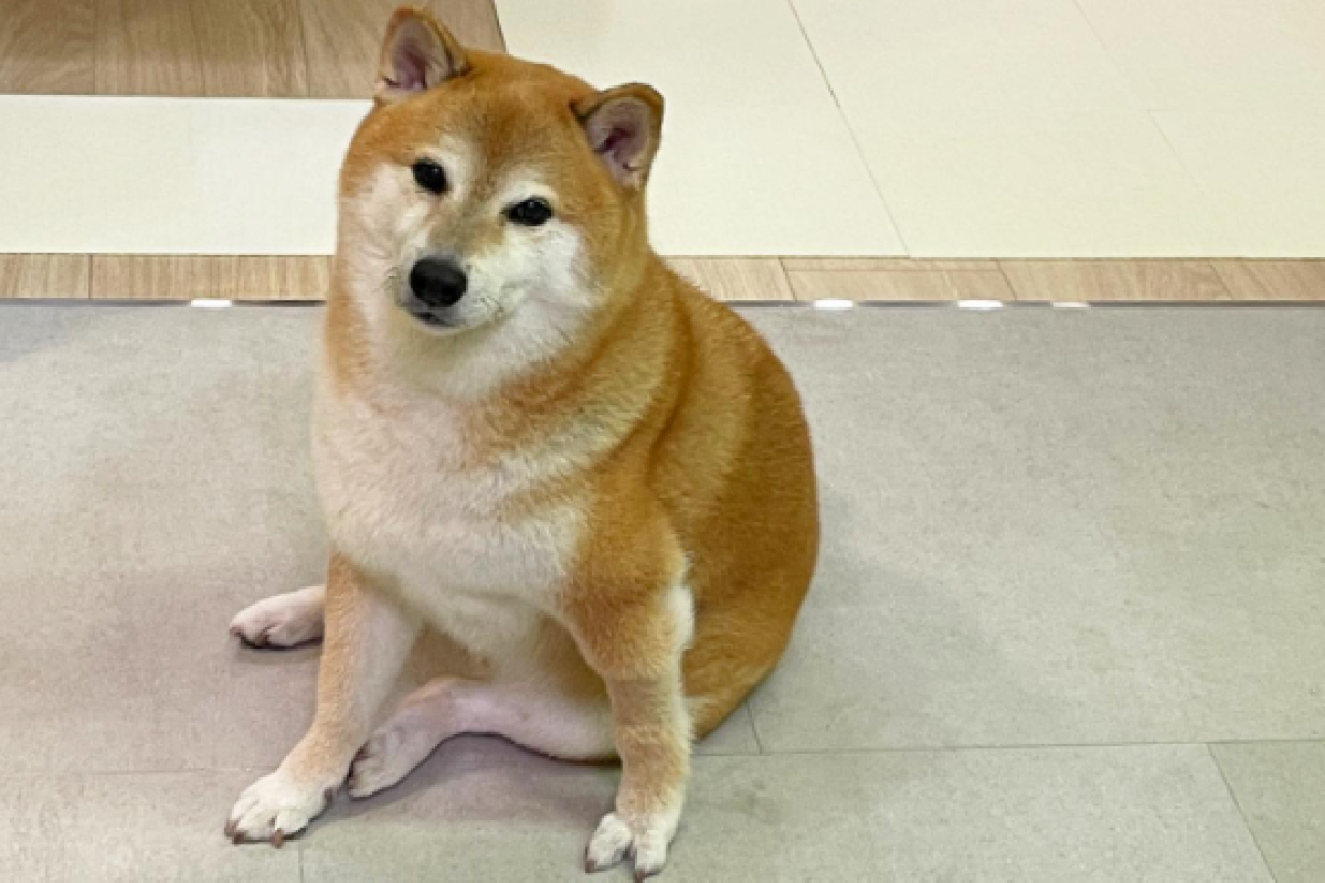 Сиба ину