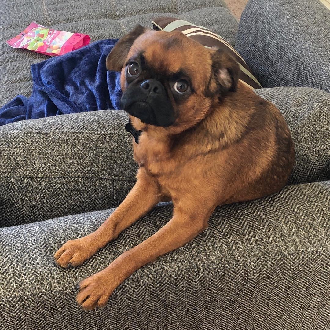 Пти брабансон гладкошерстный