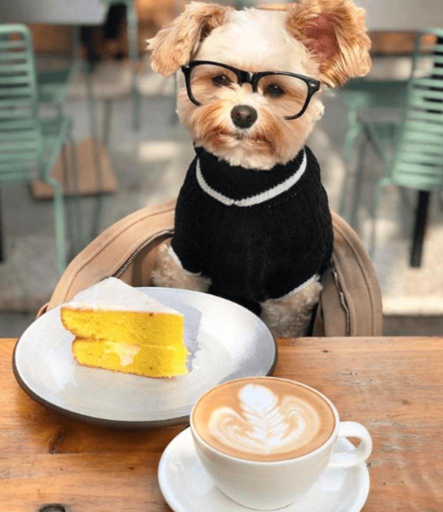 Дегустатор собачьей еды