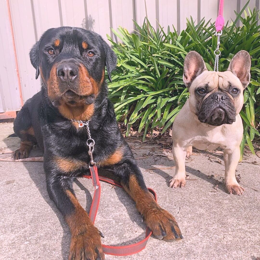 Запрещенные породы собак